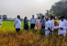 जिल्हाधिकारी आयुष प्रसाद यांच्याकडून दुष्काळी परिस्थितीची पाहणी; नुकसानग्रस्त पिकांचे तातडीने पंचनामे करण्याचे निर्देश